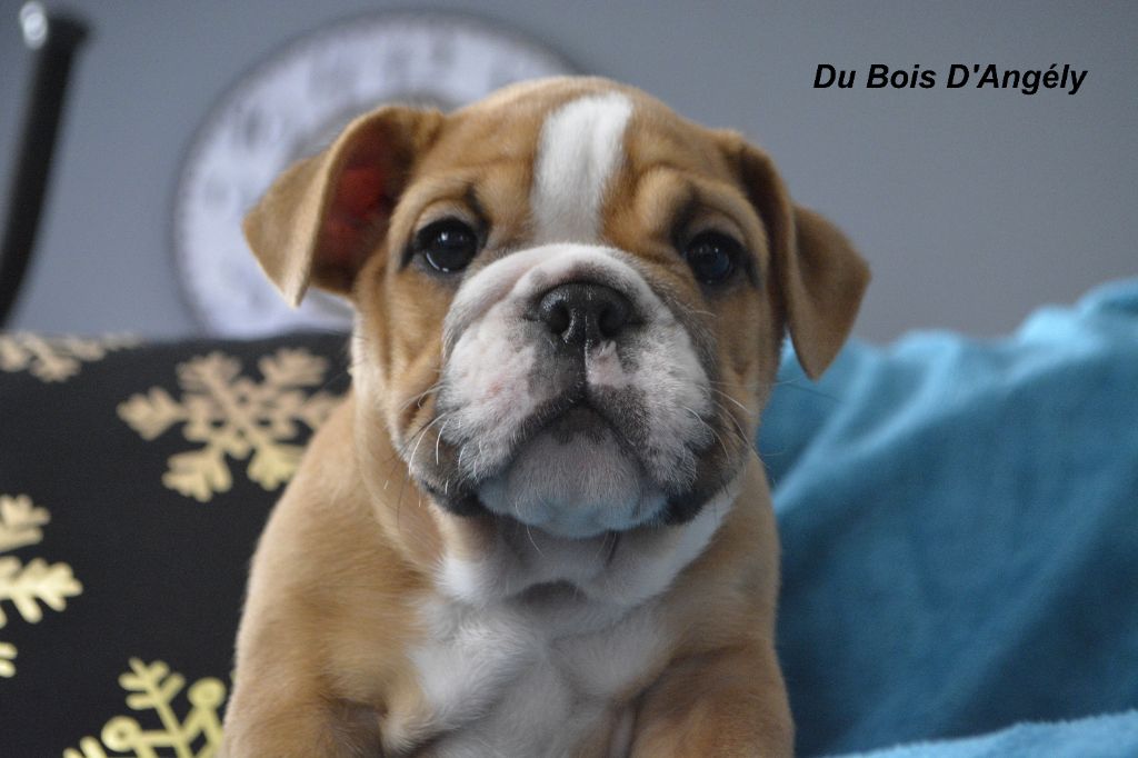Du Bois D'angely - Chiot disponible  - Bulldog Anglais