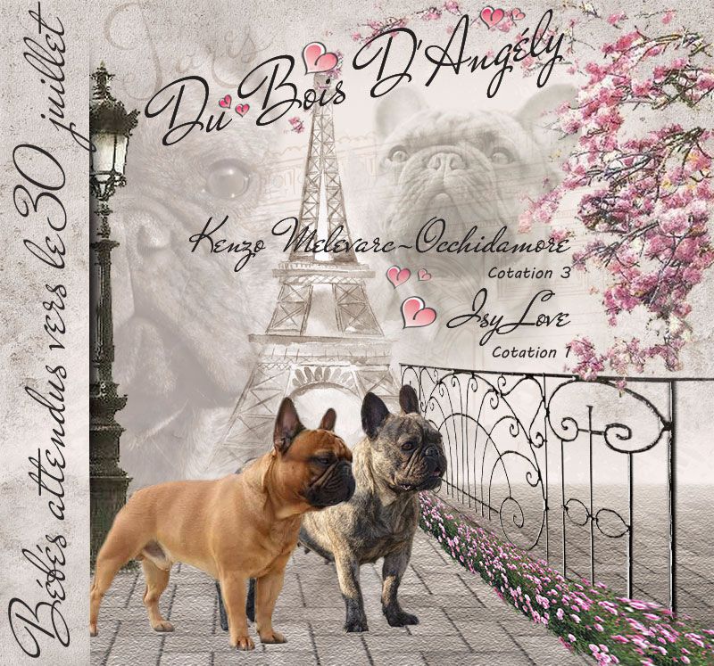 Du Bois D'angely - MARIAGE BOULEDOGUE FRANCAIS