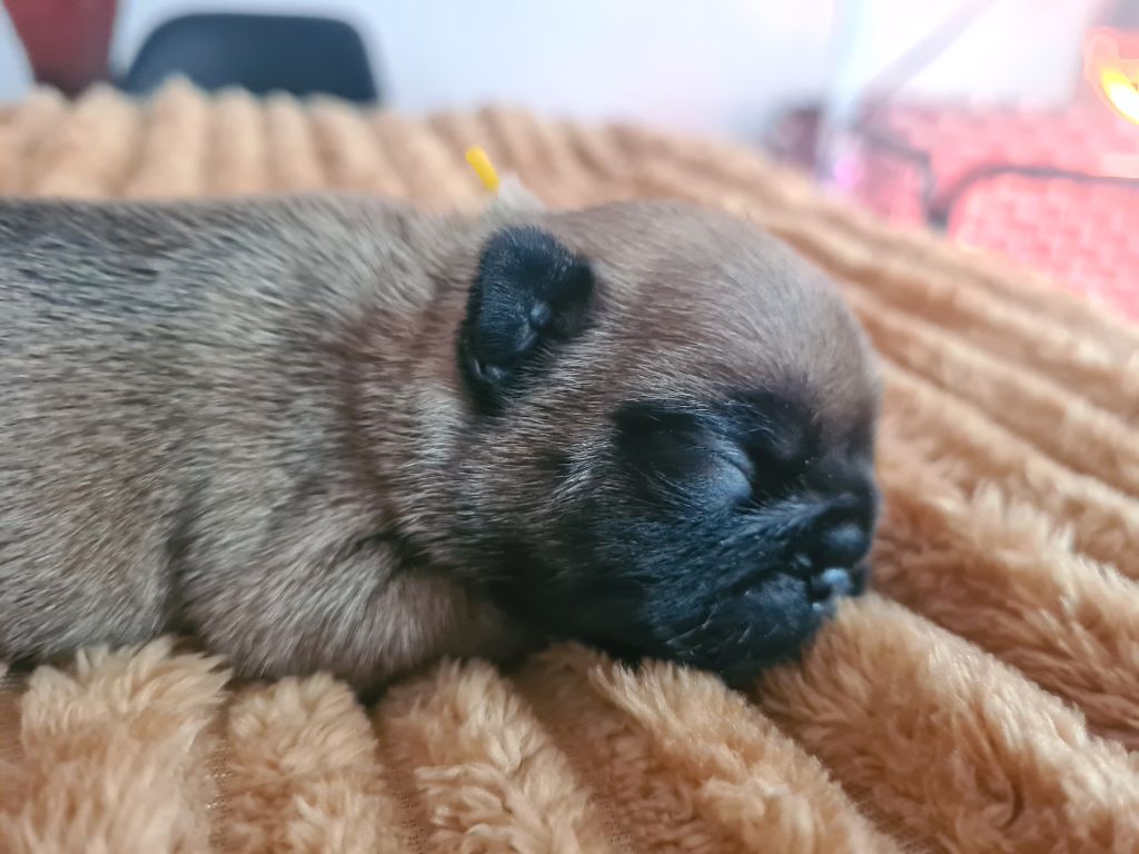 Du Bois D'angely - Chiot disponible  - Bouledogue français