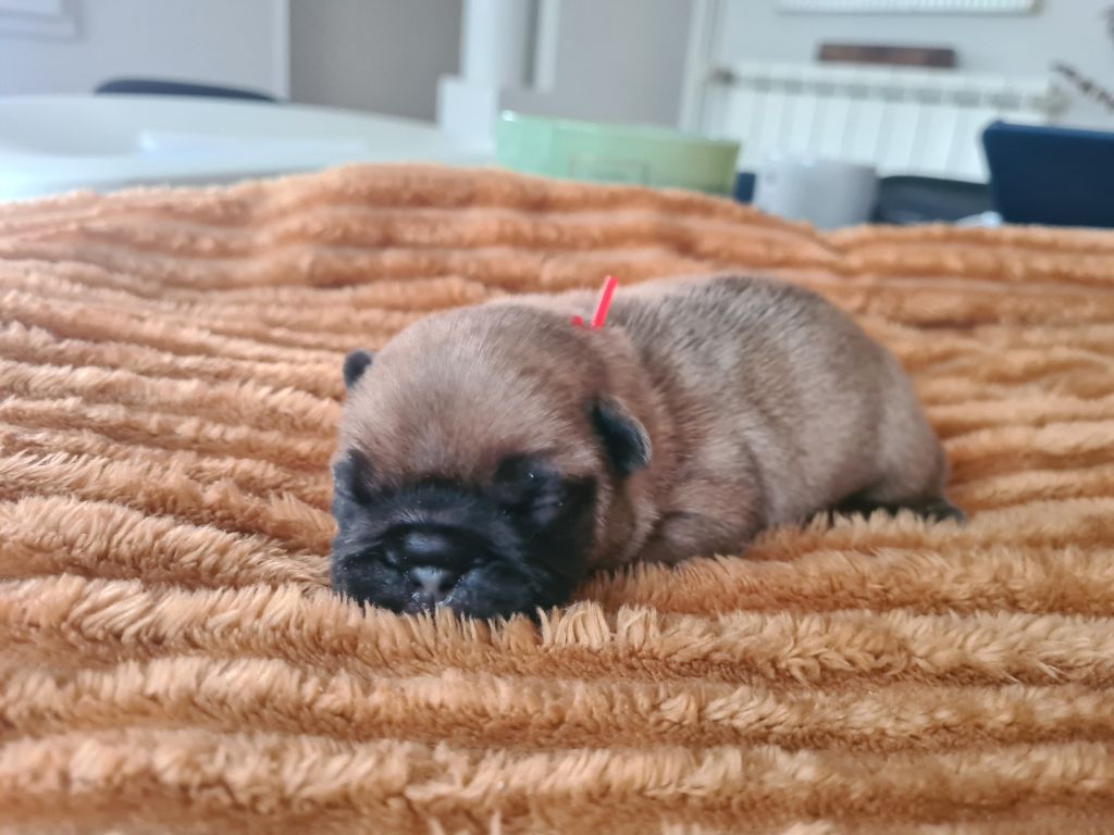 Du Bois D'angely - Chiot disponible  - Bouledogue français