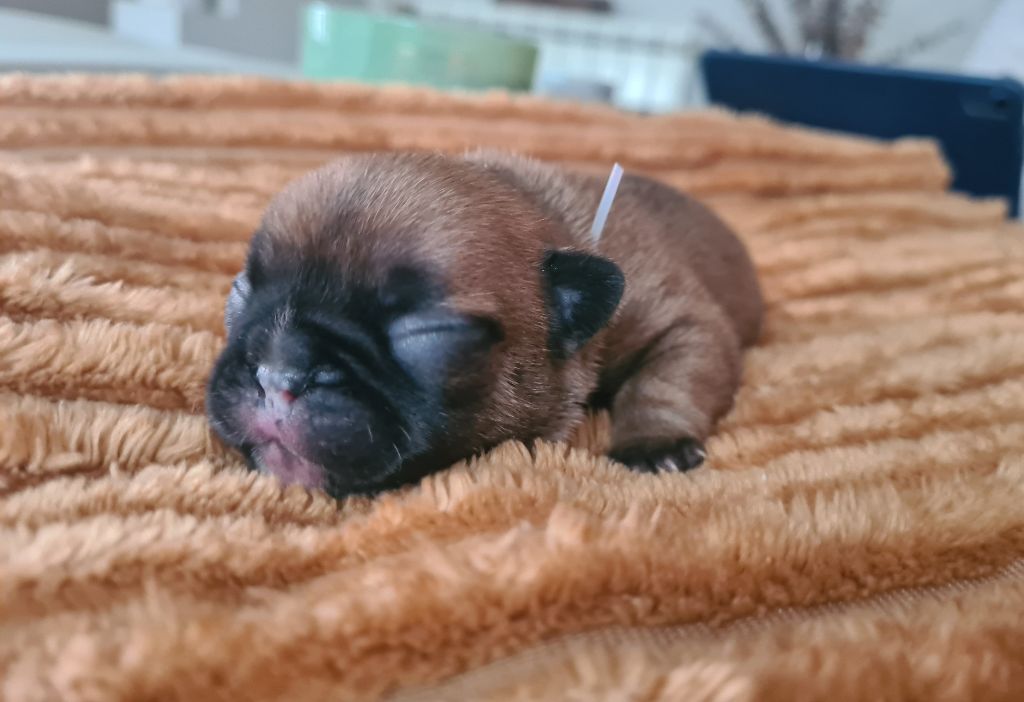 Du Bois D'angely - Chiot disponible  - Bouledogue français