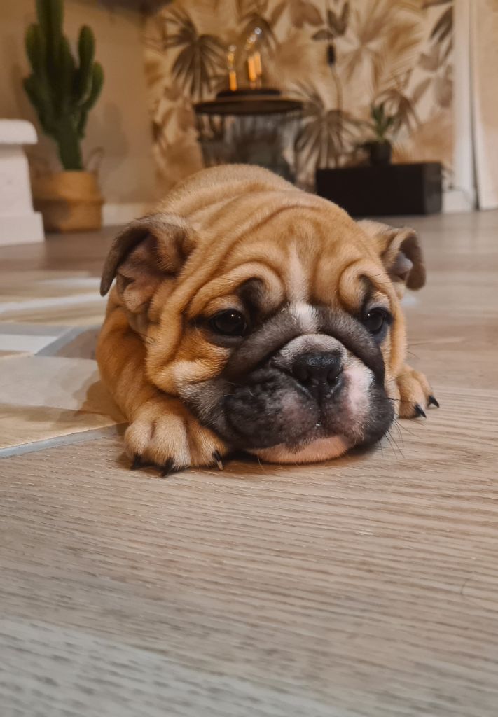 Du Bois D'angely - Chiot disponible  - Bulldog Anglais