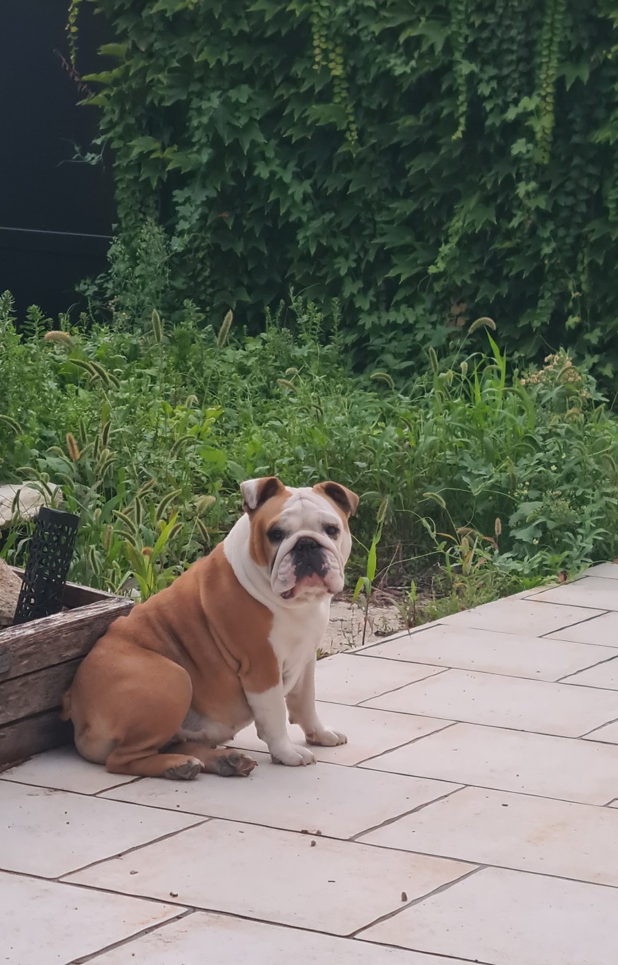 Ursula Shamrock Cottage