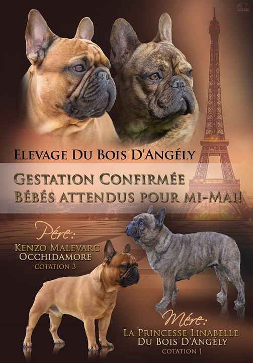 Du Bois D'angely - Gestation Confirmée !!!