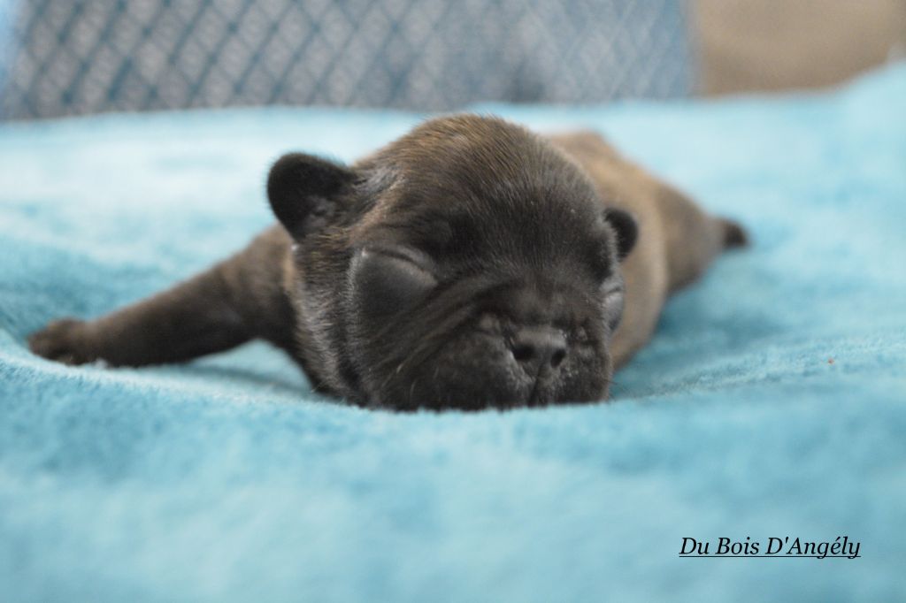 Du Bois D'angely - Bouledogue français - Portée née le 08/07/2020