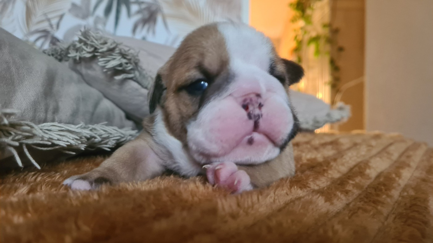Du Bois D'angely - Bulldog Anglais - Portée née le 26/12/2025