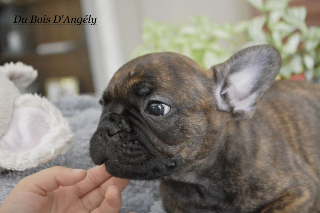 Du Bois D'angely - Bouledogue français - Portée née le 25/08/2019